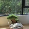 樹下青松寵物窩