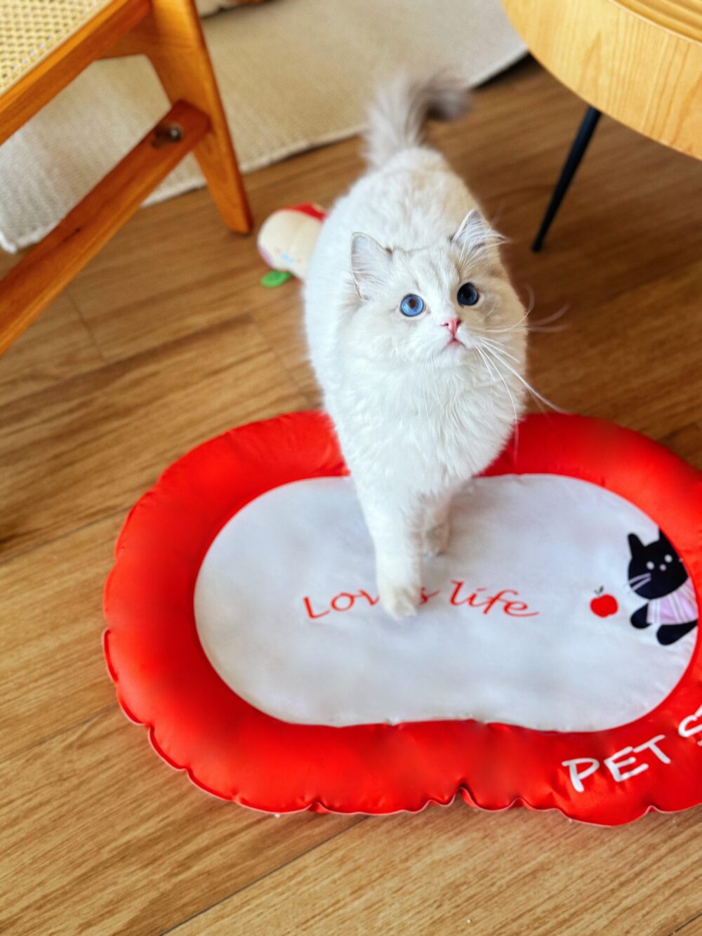 loveslife夏日寵物降溫涼墊