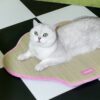 貝殼藺草夏季涼蓆