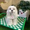 孟菲斯棋盤格寵物行軍床